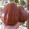 bibit jambu air king rose