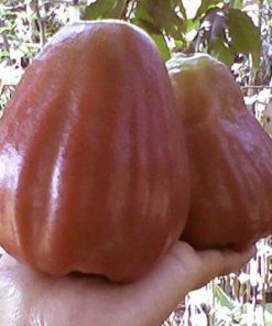 bibit jambu air king rose