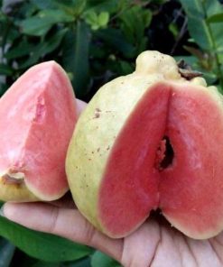 bibit jambu biji sukun merah