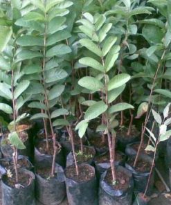 bibit jambu getas merah