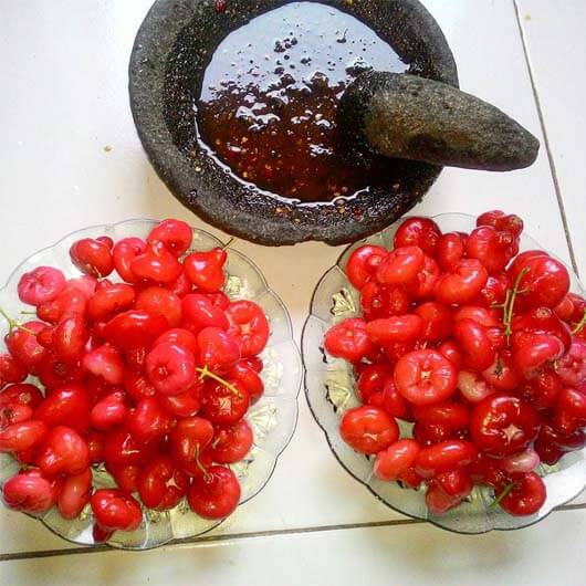 Jual Bibit Jambu Kancing Merah Murah & Berkualitas