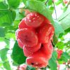 bibit jambu kancing merah