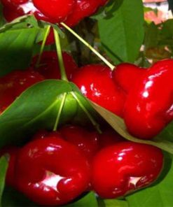 bibit jambu kancing merah