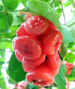 bibit jambu kancing merah