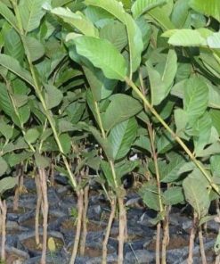 bibit jambu sukun merah