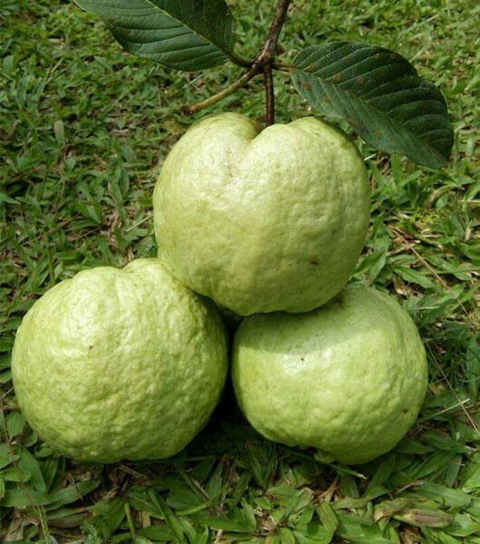 Jambu best sale & co