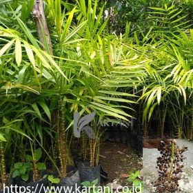 bibit jernang golden super