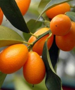 bibit jeruk Nagami Kumquat