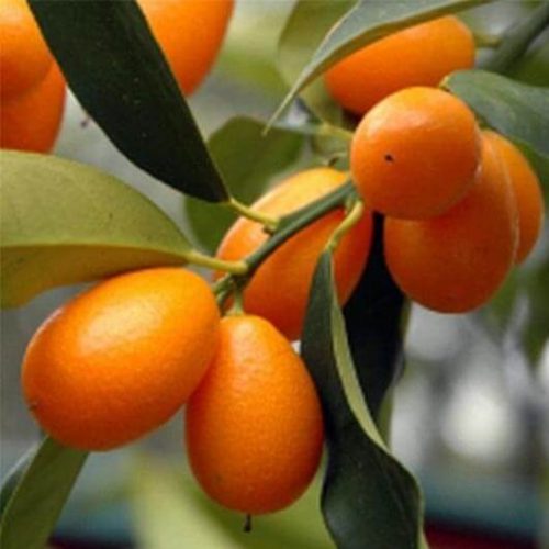 bibit jeruk Nagami Kumquat