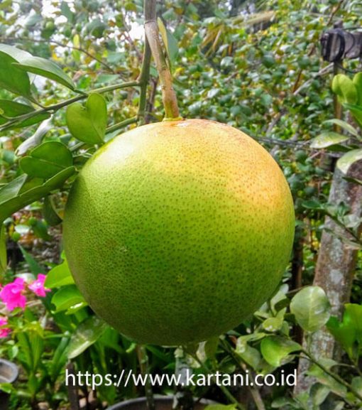 bibit jeruk bali