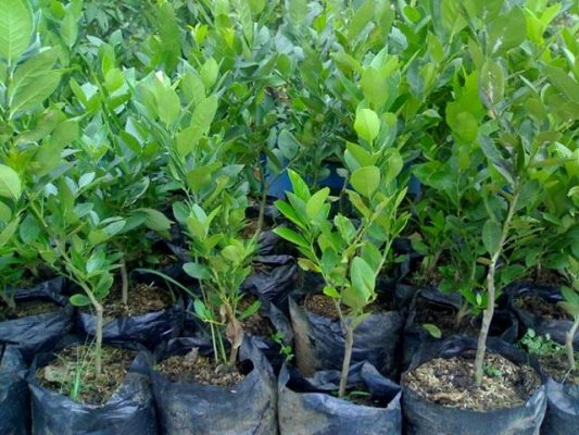 bibit jeruk lemon tea