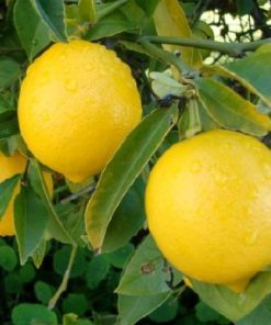 bibit jeruk lemon tea