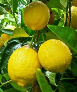 bibit jeruk lemon tea