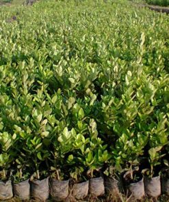 bibit jeruk lemon tea