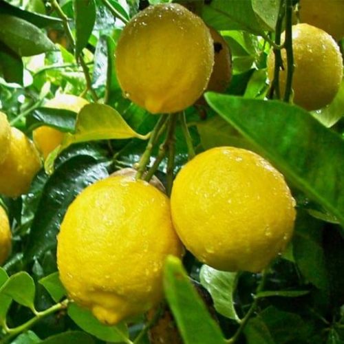 bibit jeruk lemon tea