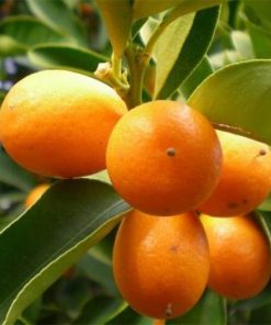 bibit jeruk nagami kumquat