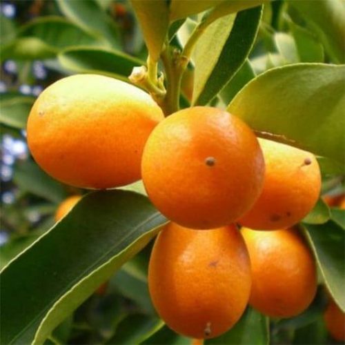 bibit jeruk nagami kumquat