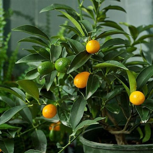 bibit jeruk kumquat nagami
