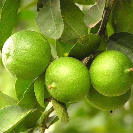 bibit jeruk nipis lokal
