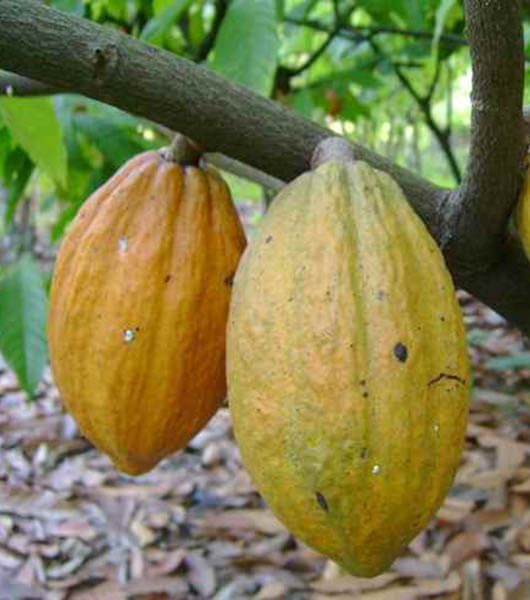 Jual Bibit Kakao Lokal Okulasi Harga Murah Kartani Co Id