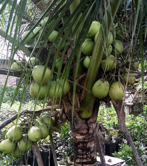 bibit kelapa genjah entok