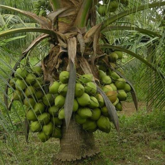 Jual Bibit Kelapa Hibrida Super Kualitas Unggul & Termurah 