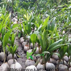 bibit kelapa hibrida