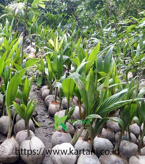 bibit kelapa hibrida