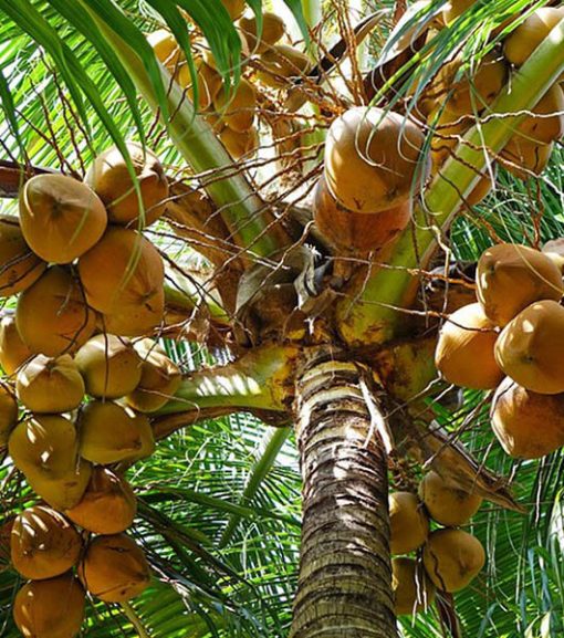 bibit kelapa dalam