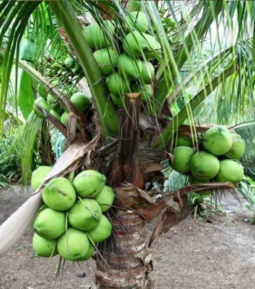 bibit kelapa pandan wangi