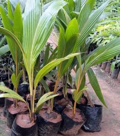 bibit kelapa pandan wangi