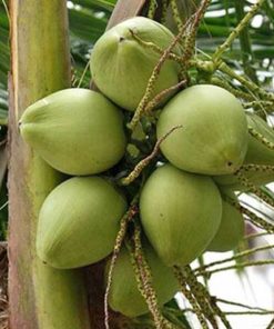 bibit kelapa pandan wangi