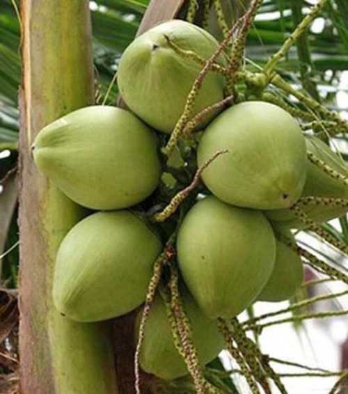 bibit kelapa pandan wangi