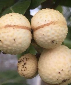 bibit kelengkeng aroma durian