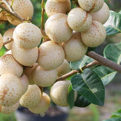 bibit kelengkeng aroma durian