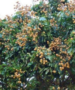 bibit kelengkeng diamond river