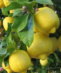 bibit lemon Eureka