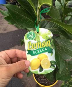 bibit lemon eureka