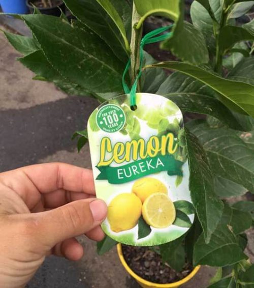 bibit lemon eureka