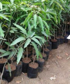 bibit mangga golek India