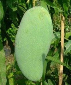 bibit mangga golek India