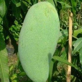 bibit mangga golek India