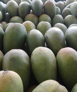 bibit mangga arumanis