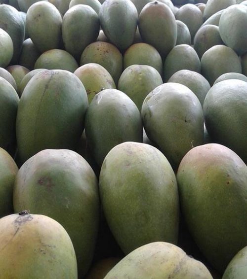 bibit mangga arumanis