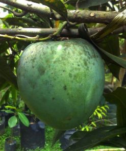 bibit mangga kelapa