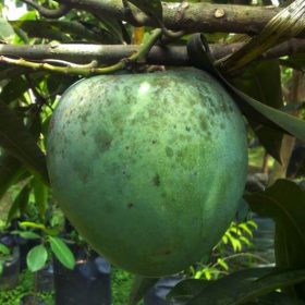 bibit mangga kelapa