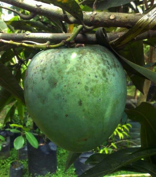 bibit mangga kelapa