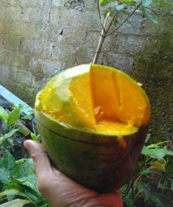 bibit mangga kelapa