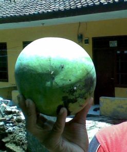 bibit mangga kelapa