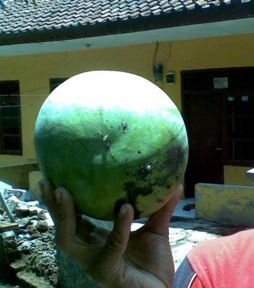 bibit mangga kelapa
